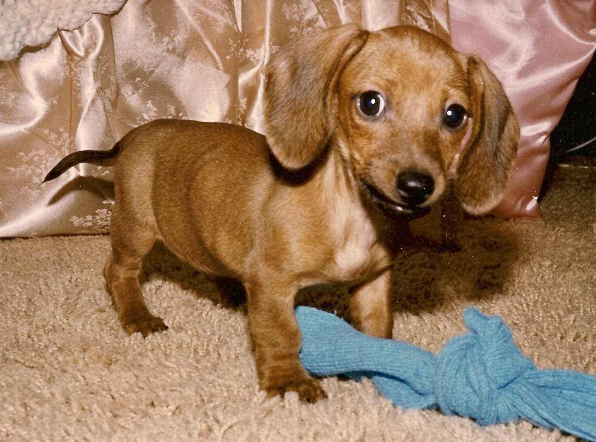 The real Longfellow dog, Shayne's inspiration.